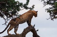 Nairobi: 3 Day Maasai Mara Group Safari With Overnight Camp