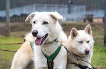 Husky Cart Ride Adventure