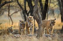 Golden Triangle Tour - Delhi, Agra, Jaipur & Ranthambore