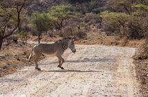 3 Days Safari to Samburu National Reserve from Nairobi