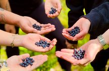 Enchanting Afternoon in Nuuksio National Park with Campfire snack