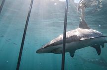 CapeTown: Shark Cage Diving Experience with Scuba 