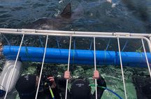 CapeTown: Shark Cage Diving Experience with Scuba 