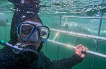 CapeTown: Shark Cage Diving Experience with Scuba 
