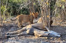 Unique Chobe Day Trip + Africa’s Quadripoint Border