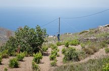 Syros wine tasting and village walk