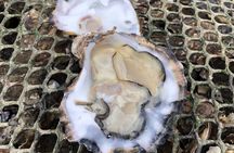 Oyster farm tour & tasting with local expert Clew Bay County Mayo
