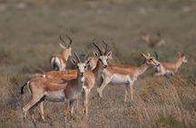 Gazelle Safari, Birdwatching and Village Lunch Shirvan Eco-Tour