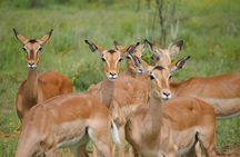 Gazelle Safari, Birdwatching and Village Lunch Shirvan Eco-Tour
