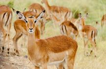 Gazelle Safari, Birdwatching and Village Lunch Shirvan Eco-Tour