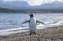 Penguins and Beagle Channel Patagonia Experience