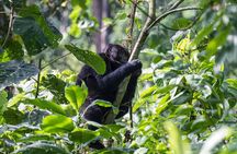 From Kigali: Uganda Gorilla tracking 1-Day & 2 Day Options