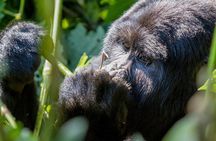 From Kigali: Uganda Gorilla tracking 1-Day & 2 Day Options