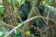 From Kigali: Uganda Gorilla tracking 1-Day & 2 Day Options