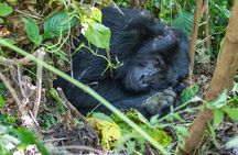 From Kigali: Uganda Gorilla tracking 1-Day & 2 Day Options