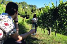 Winery Tour and Tasting 4 wines at Cantina Le Macchie near Rome