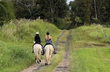 Small Group Rainforest Trail Ride