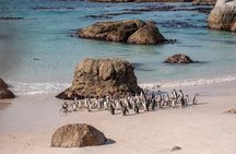 Cape of Good Hope & Boulder Penguins Full-Day Tour from Cape Town