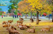 Kyoto & Nara Small Group Day Tour from Kyoto