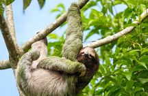 Manuel Antonio National Park Group Tour Wildlife and Beach Day