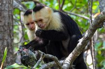 Manuel Antonio National Park Group Tour Wildlife and Beach Day