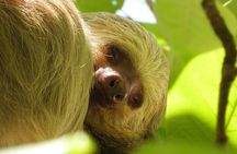 Manuel Antonio National Park Group Tour Wildlife and Beach Day