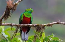 Tambopata 4 Day Amazon Tour: Chuncho Macaw & Sandoval Lake