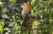 Monkey tour from Amber cove Y Taino bay Puerto Plata
