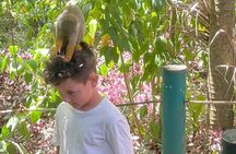 Monkey tour from Amber cove Y Taino bay Puerto Plata