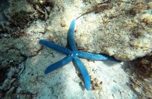 Snorkeling in Okinawa: Private booking