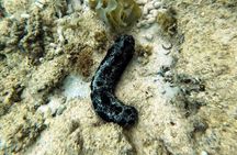 Private Snorkeling Experience in Yambaru (North Okinawa)
