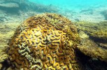 Snorkeling in Okinawa: Private booking