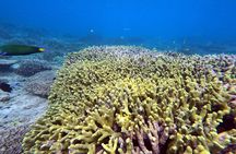 Snorkeling in Okinawa: Private booking