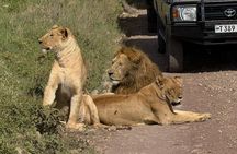 6 Days Luxury Tanzania Safari Serengeti, Ngorongoro and More