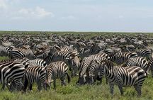 6 Days Luxury Tanzania Safari Serengeti, Ngorongoro and More