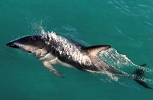 Lyttleton Port Excursion Day Tour 3 options for Cruise travelers