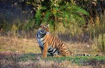 Tiger Safari in Ranthambore National Park