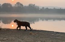 Tiger Safari in Ranthambore National Park