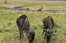 4 Days Masai Mara and Lake Nakuru Group Joining Safari