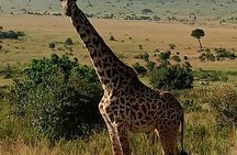 4 Days Masai Mara and Lake Nakuru Group Joining Safari