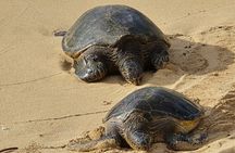 Private Road to Hana Tour with Pickup-Ultimate Package, Backside