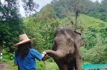 Elephant Experience and Hidden Jungle Waterfall Chiang Mai