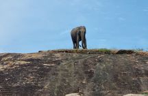 Morning Half-Day 7Hrs Safari Yala National Park