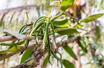 Zanzibar Spice Farm Tour and Stone Town Historical Walking Tour