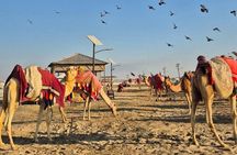 Experience Doha Safari Sunrise Serenity and Desert Thrills