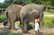 Krabi Elephant Sanctuary and Emerald Pool Adventure