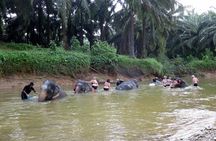 Krabi Elephant Sanctuary and Emerald Pool Adventure