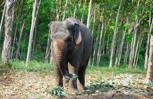 Krabi Elephant Sanctuary and Emerald Pool Adventure