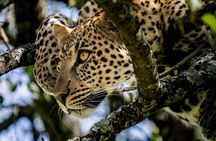Luxury Tanzania Safari with Expert Guides and Custom Itineraries