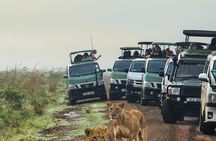 Nairobi National Park Tour Half Day